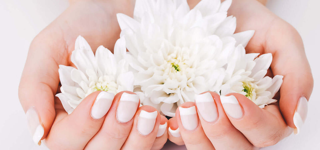 Close-up of female hands with French manicure holding white chrysanthemum flowers for a sensual massage setting